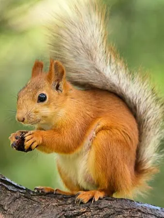 an adorable squirrel holding an acorn