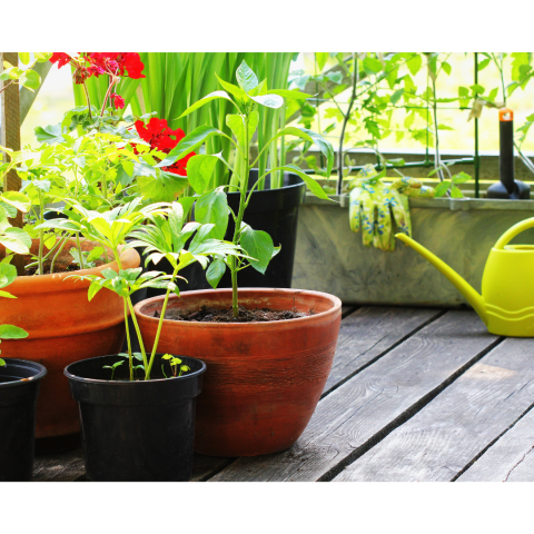 three containers with seedlings, a watering can and gardening gloves